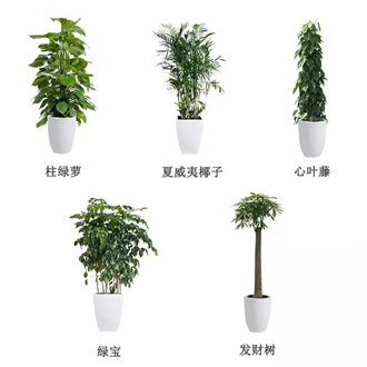 �����̻�ֲ������